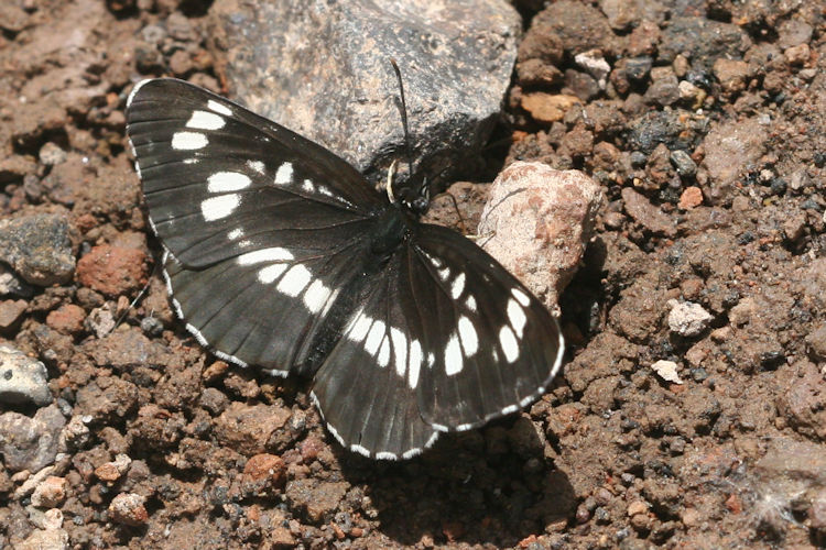 Neptis rivularis ludmilla: Bild 5