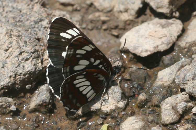 Neptis rivularis ludmilla: Bild 20