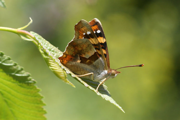 Thaleropis ionia: Bild 13