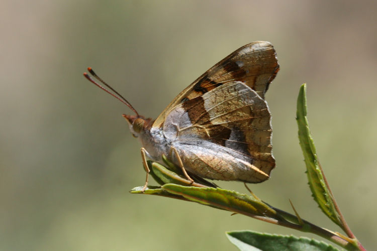 Thaleropis ionia: Bild 21