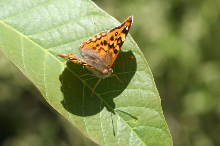 Thaleropis ionia: Bild 1