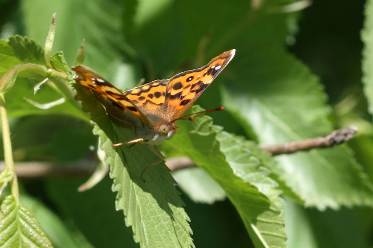 Thaleropis ionia: Bild 2