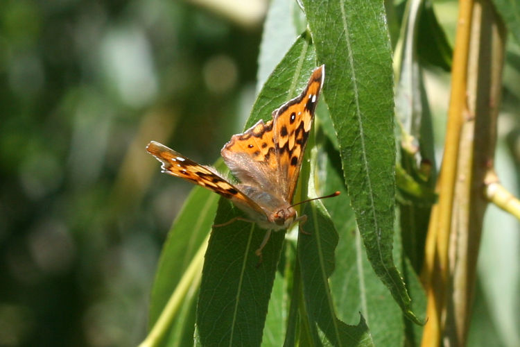 Thaleropis ionia: Bild 3