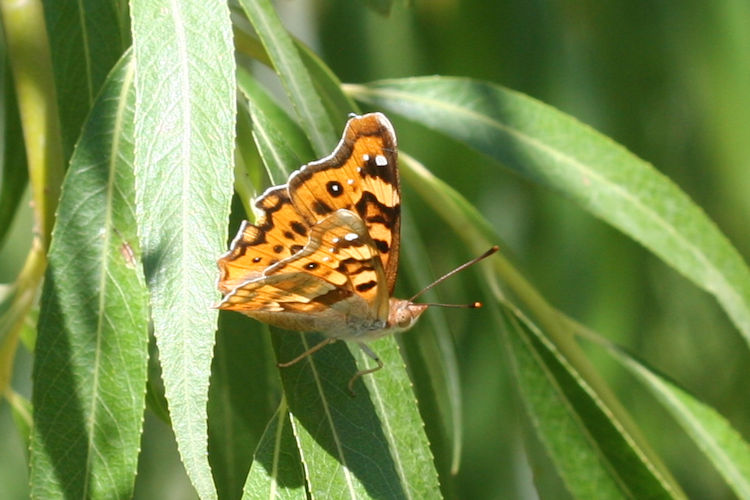 Thaleropis ionia: Bild 4