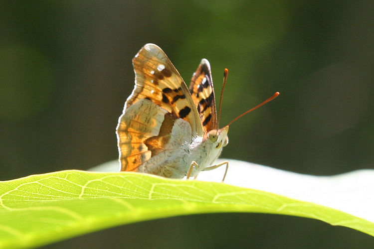 Thaleropis ionia: Bild 16