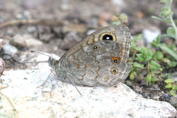 Lasiommata maera orientalis: Bild 4