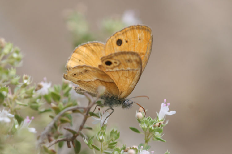 Coenonympha saadi: Bild 1