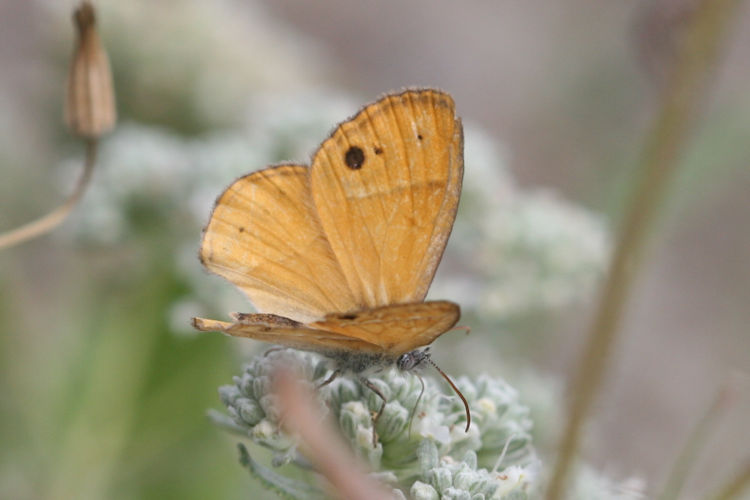 Coenonympha saadi: Bild 3