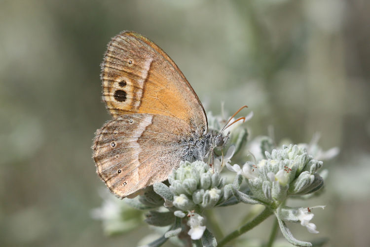 Coenonympha saadi: Bild 9