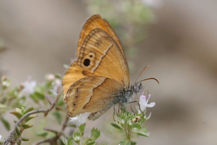 Coenonympha saadi: Bild 13