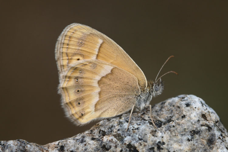 Coenonympha saadi: Bild 37