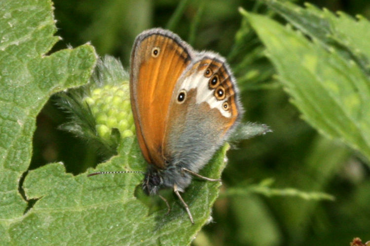 Coenonympha arcania: Bild 11