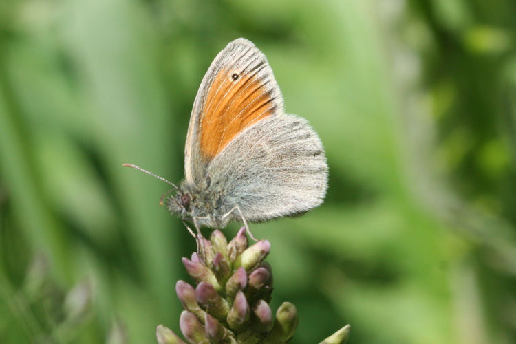 Coenonympha pamphilus marginata: Bild 9