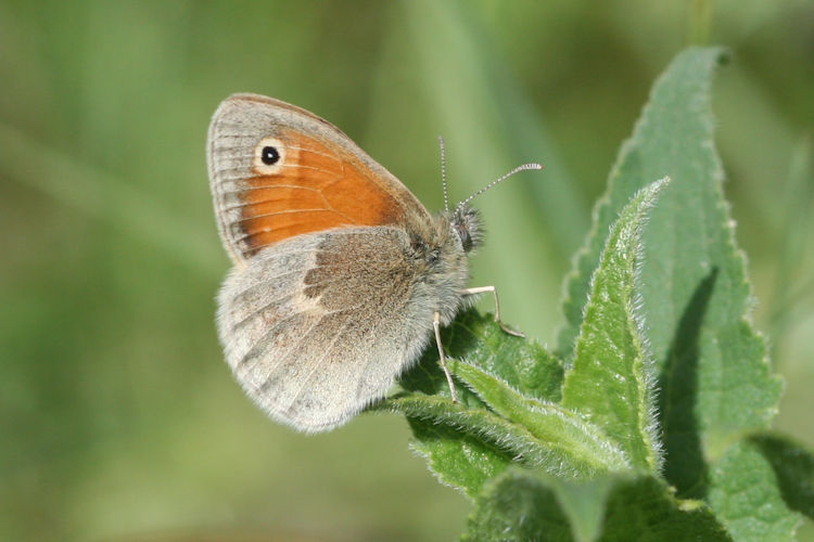 Coenonympha pamphilus marginata: Bild 10