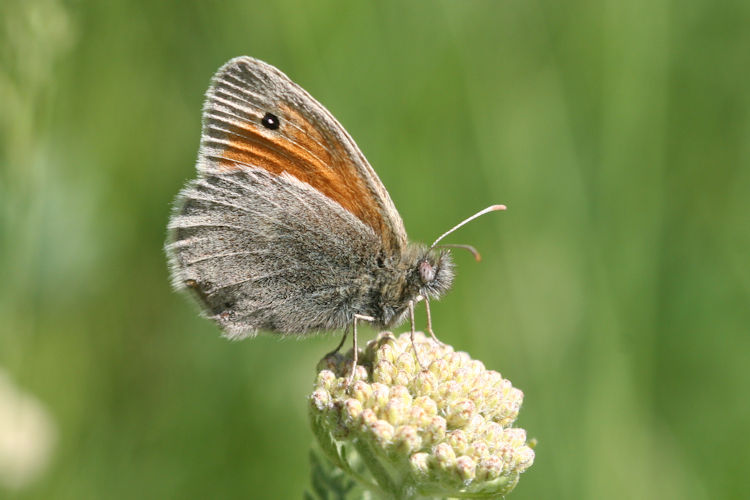 Coenonympha pamphilus marginata: Bild 11