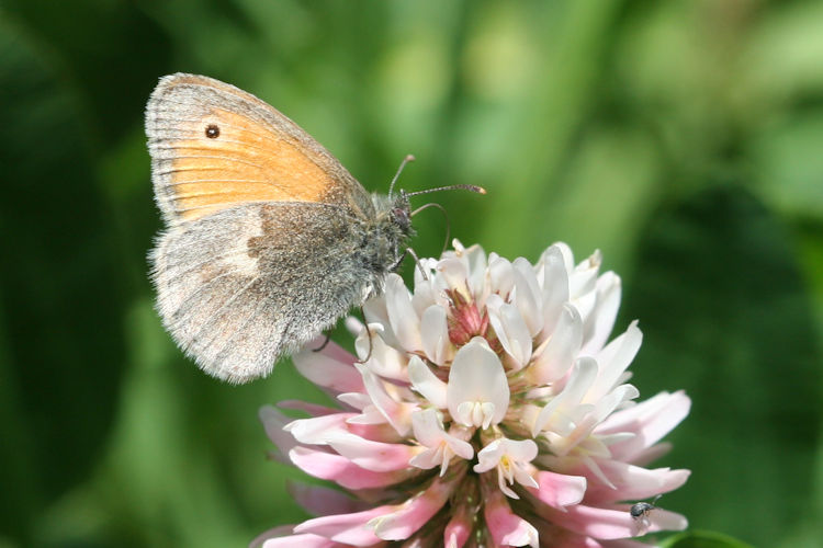 Coenonympha pamphilus marginata: Bild 14