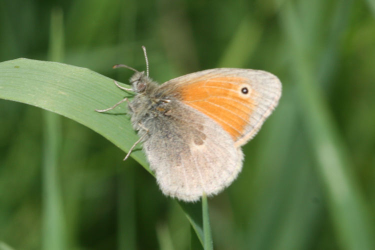 Coenonympha pamphilus marginata: Bild 16