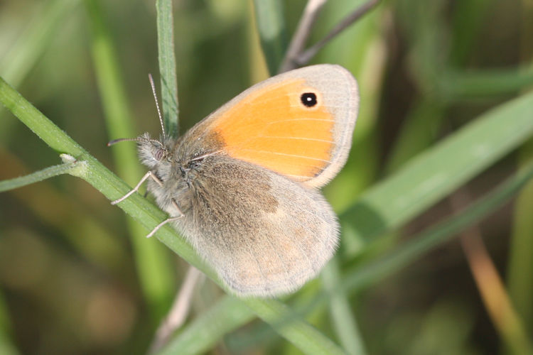 Coenonympha pamphilus marginata: Bild 17