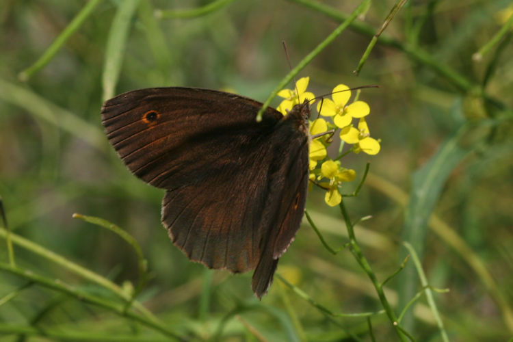 Maniola jurtina strandiana: Bild 1