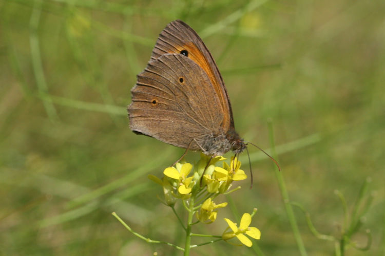 Maniola jurtina strandiana: Bild 5