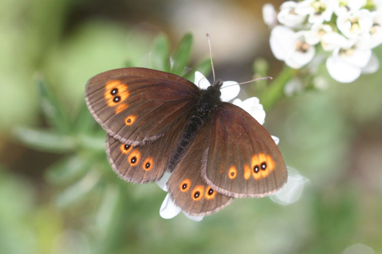 Erebia medusa psodea: Bild 2