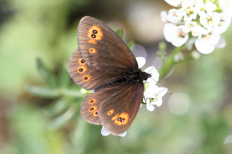 Erebia medusa psodea: Bild 3