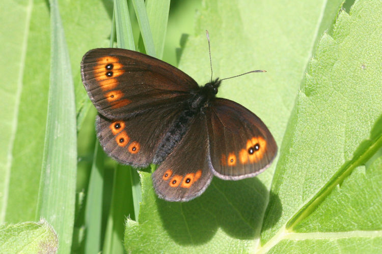 Erebia medusa psodea: Bild 7