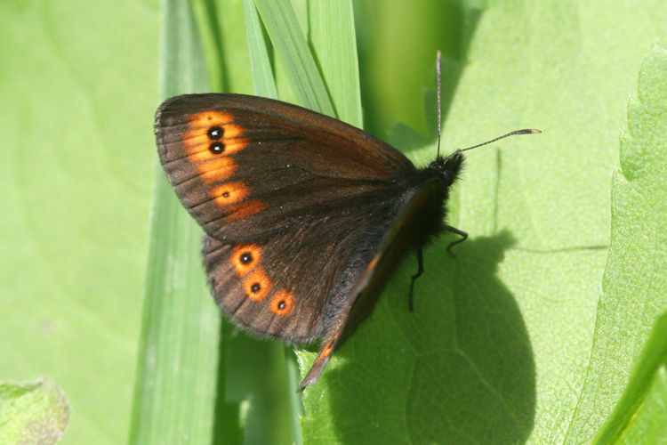 Erebia medusa psodea: Bild 8