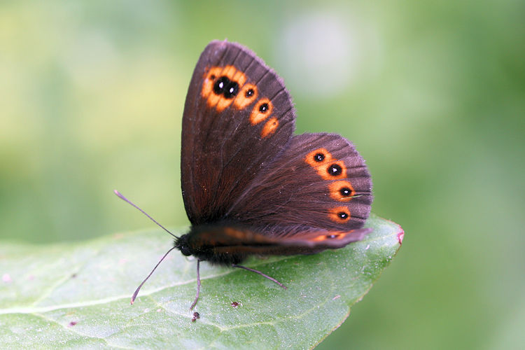 Erebia medusa psodea: Bild 9