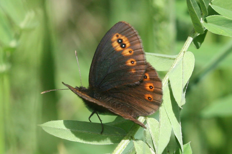 Erebia medusa psodea: Bild 12