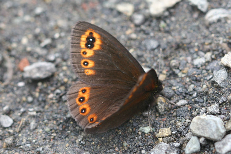 Erebia medusa psodea: Bild 14