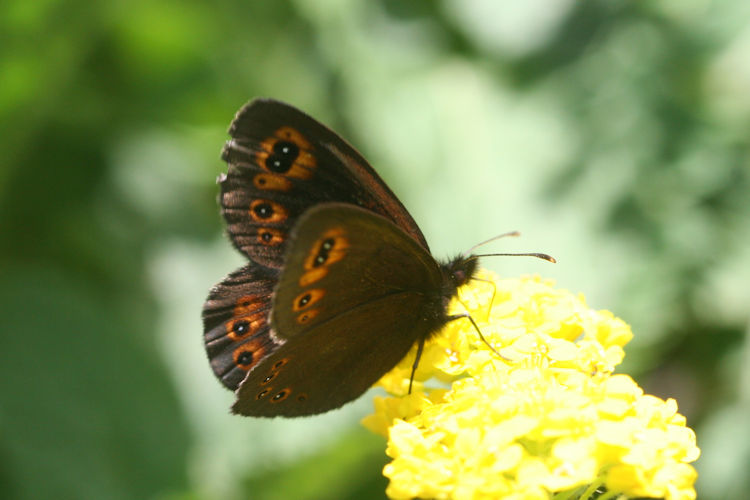 Erebia medusa psodea: Bild 18