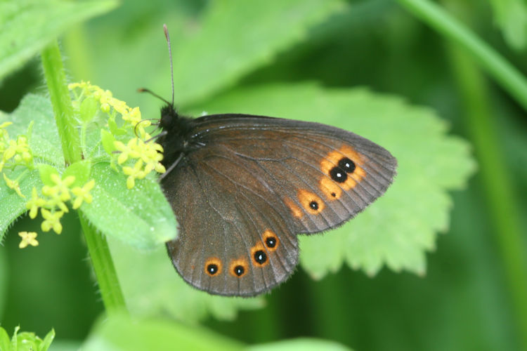 Erebia medusa psodea: Bild 19