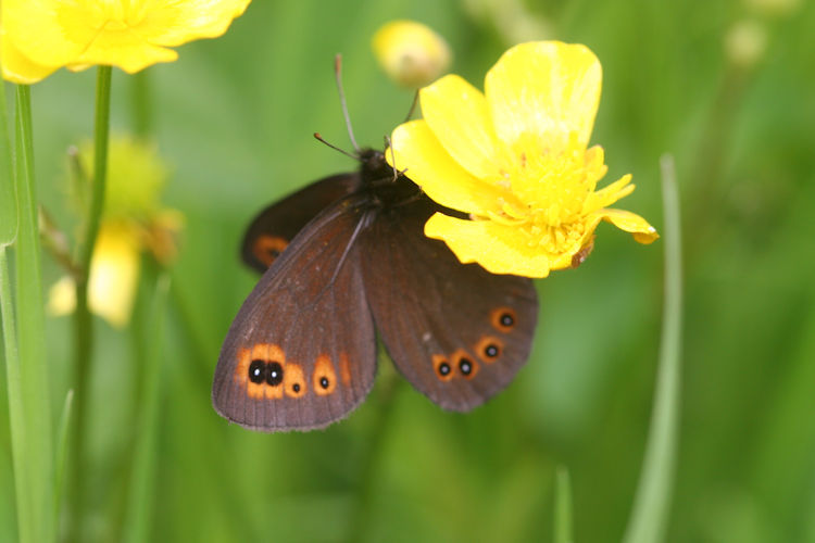 Erebia medusa psodea: Bild 20