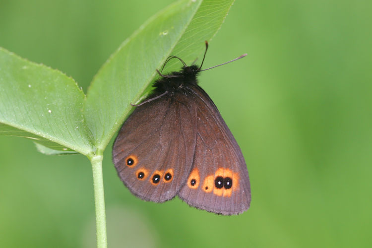 Erebia medusa psodea: Bild 22