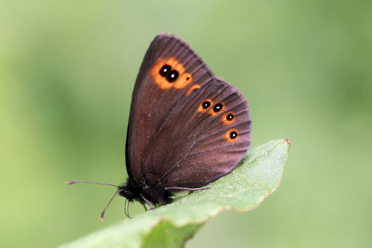 Erebia medusa psodea: Bild 23