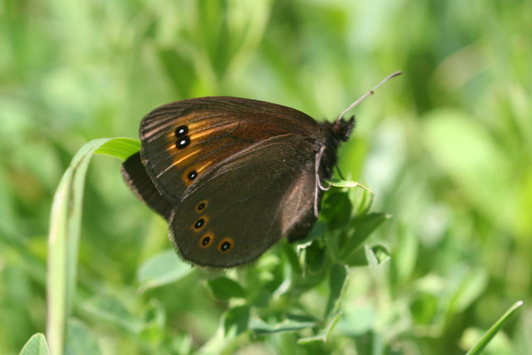 Erebia medusa psodea: Bild 26