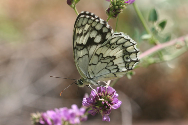 Melanargia larissa astanda: Bild 15