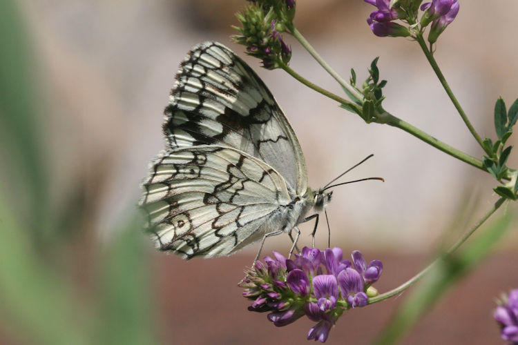 Melanargia larissa astanda: Bild 16