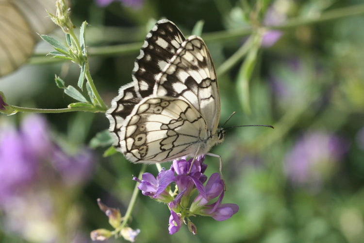 Melanargia larissa astanda: Bild 17