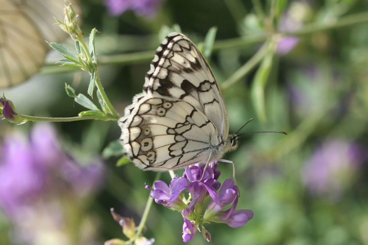 Melanargia larissa astanda: Bild 18