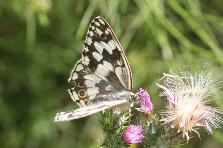 Melanargia larissa astanda: Bild 4