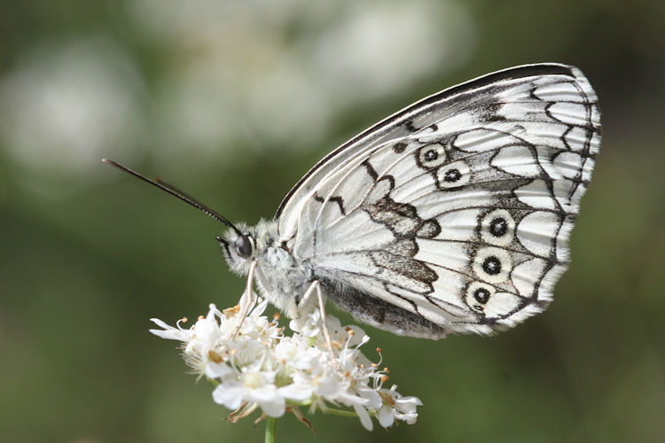 Melanargia larissa astanda: Bild 22