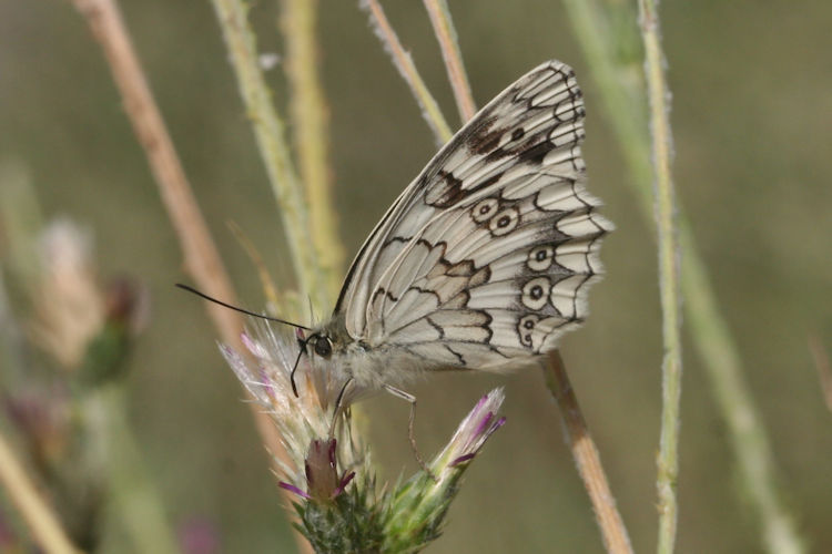 Melanargia larissa astanda: Bild 35