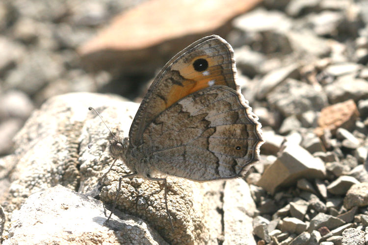 Pseudochazara thelephassa: Bild 1