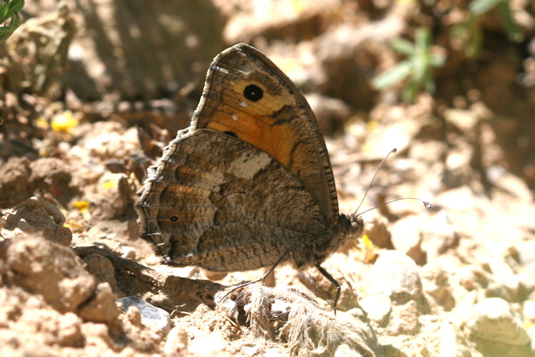 Pseudochazara thelephassa: Bild 2