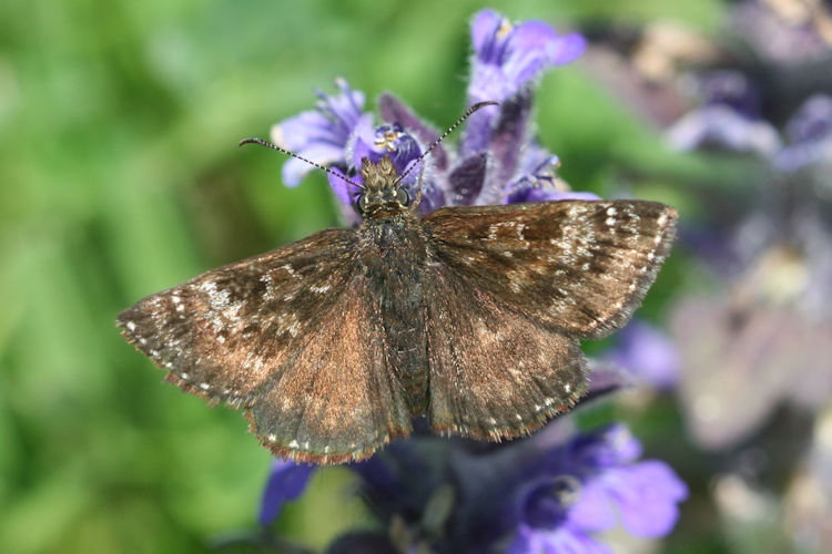 Erynnis tages: Bild 1