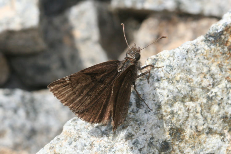 Erynnis marloyi: Bild 5