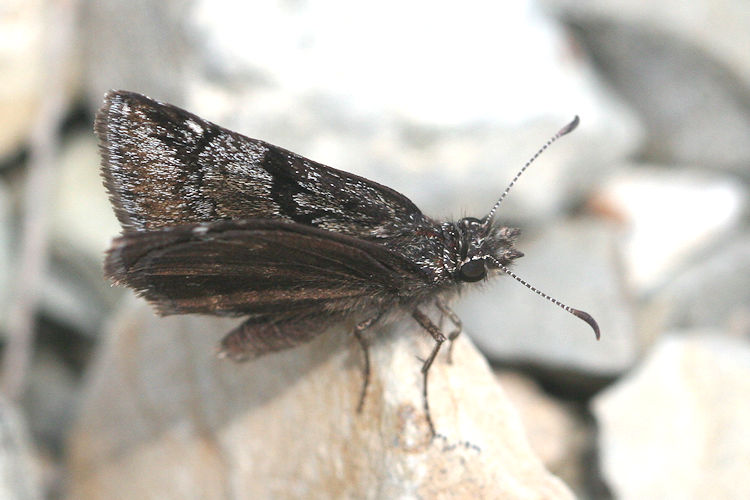 Erynnis marloyi: Bild 2