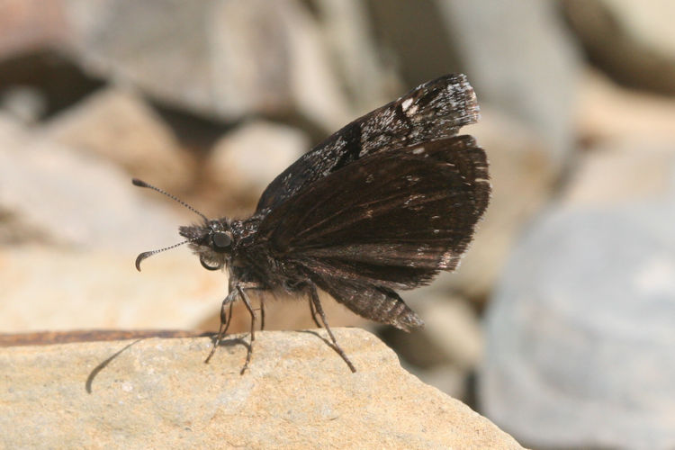 Erynnis marloyi: Bild 6